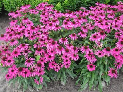 Echinacea ‘Purple Emperor’