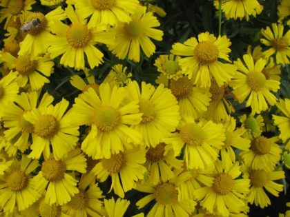 Helenium ‘Sombrero’