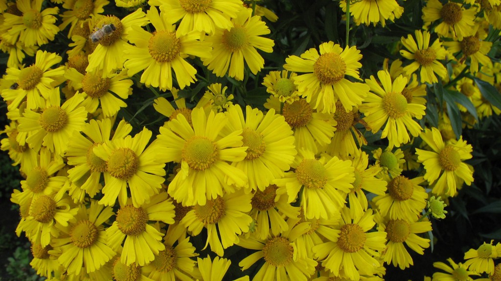 Helenium ‘Sombrero’