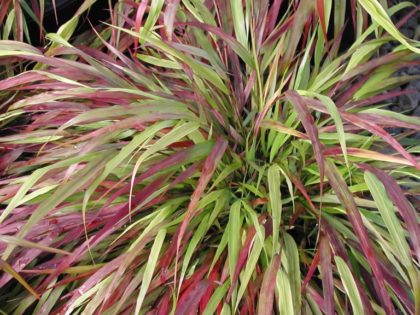 Hakonechloa macra ‘Beni-kaze’