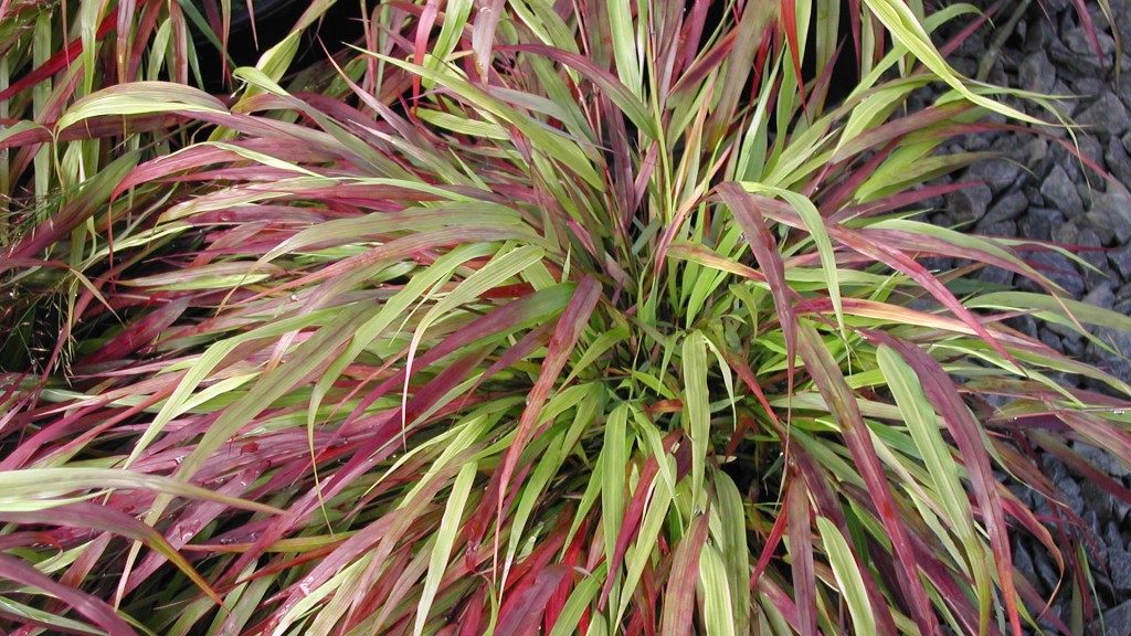 Hakonechloa macra ‘Beni-kaze’