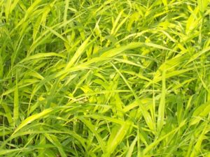 Hakonechloa macra ‘All Gold’