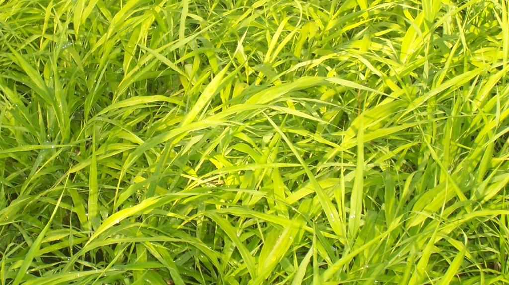 Hakonechloa macra ‘All Gold’