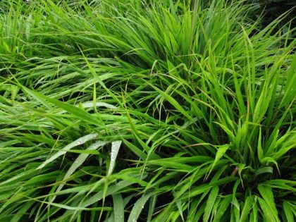 Hakonechloa macra