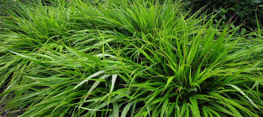 Hakonechloa macra