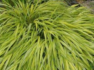 Hakonechloa macra ‘Aureola’