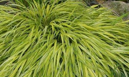 Hakonechloa macra ‘Aureola’