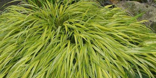 Hakonechloa macra ‘Aureola’