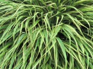 Hakonechloa macra ‘Albo Striata’