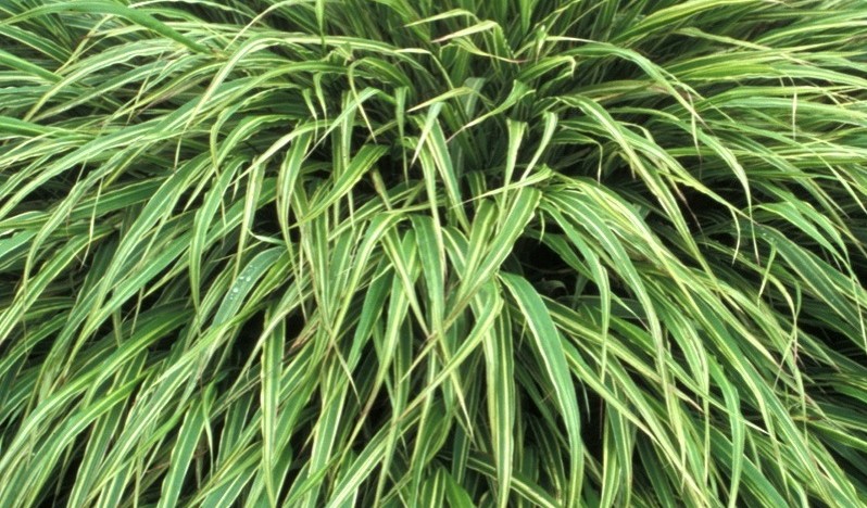 Hakonechloa macra ‘Albo Striata’