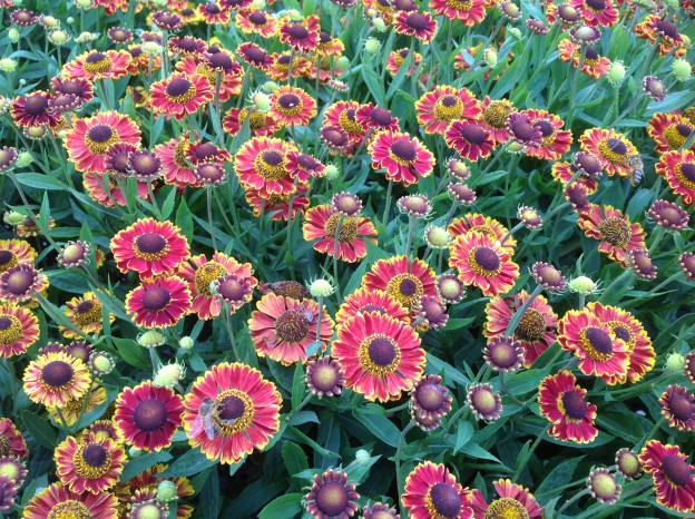 Helenium ‘Bandera’