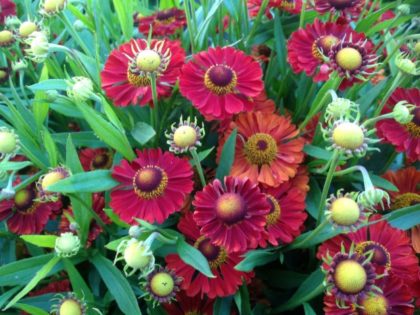 Helenium ‘Ranchera’