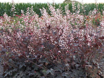 Heucherella ‘Infinity’