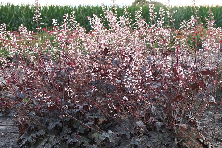 Heucherella ‘Infinity’