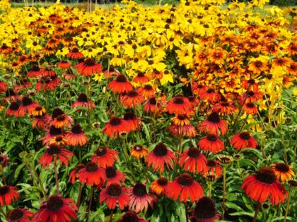 Echinacea ‘Postman’