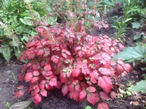 Astilbe ‘Colorflash’