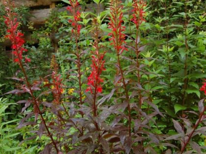 Lobelia cardinalis ‘Chocolate Truffle’