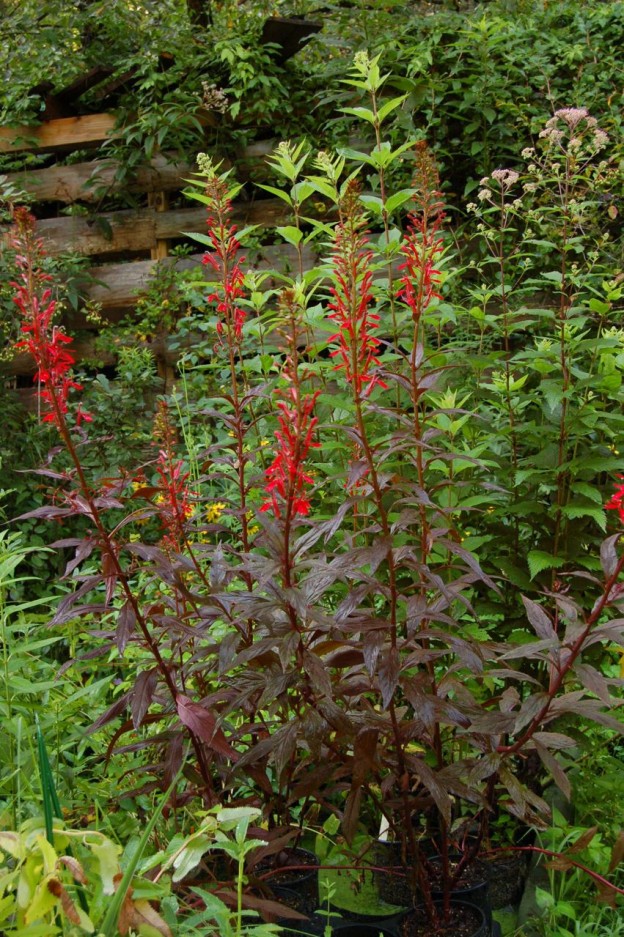 Lobelia cardinalis ‘Chocolate Truffle’