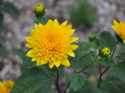 Helianthus x multiflores ‘Sunshine Daydream’