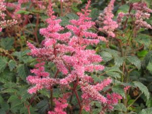 Astilbe ‘Key Largo’