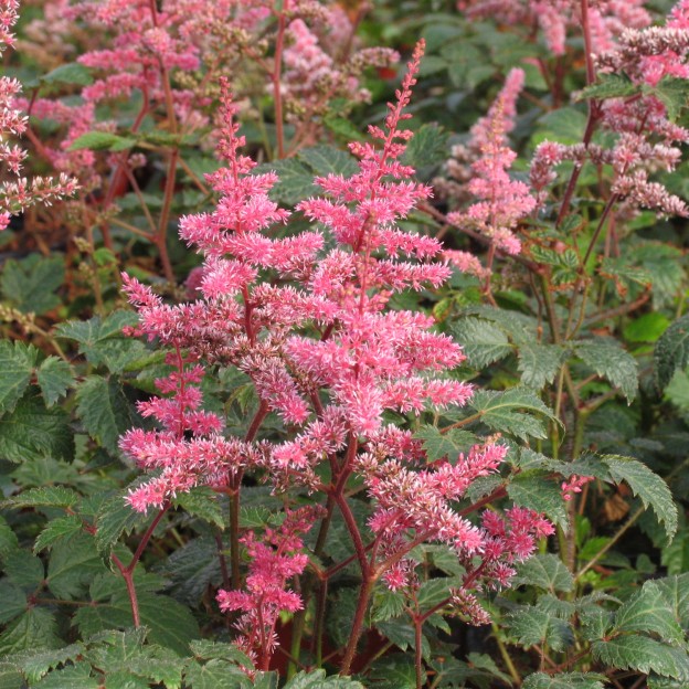 Astilbe ‘Key Largo’