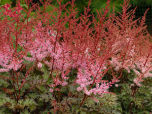 Astilbe ‘Delft Lace’