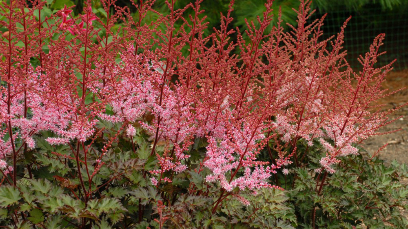 Astilbe ‘Delft Lace’