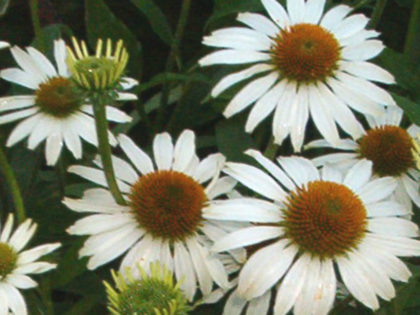 Echinacea ‘Avalanche’