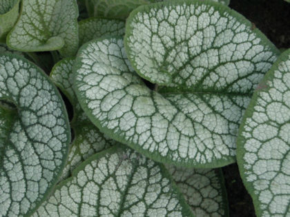 Brunnera ‘Sea Heart’