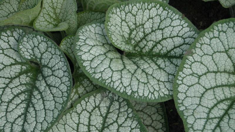 Brunnera ‘Sea Heart’