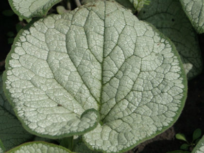 Brunnera ‘Silver Heart’