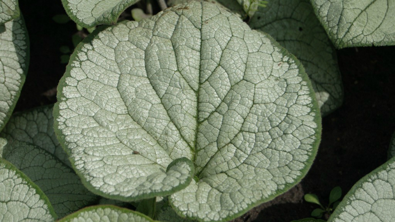 Brunnera ‘Silver Heart’