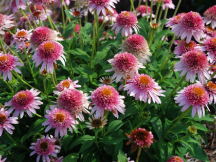 Echinacea ‘Butterfly Kisses’