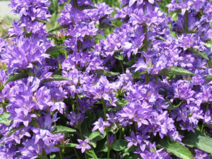 Campanula ‘Freya’