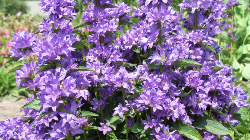 Campanula ‘Freya’