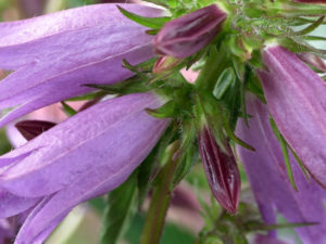 Campanula ‘Viking’