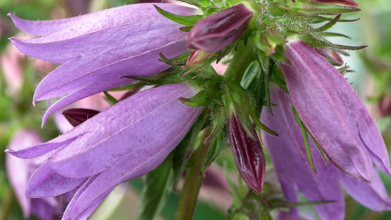 Campanula ‘Viking’