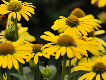 Echinacea ‘Cleopatra’