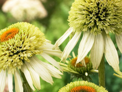 Echinacea ‘Coconut Lime’