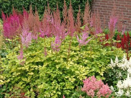 Astilbe ‘Colorflash Lime’