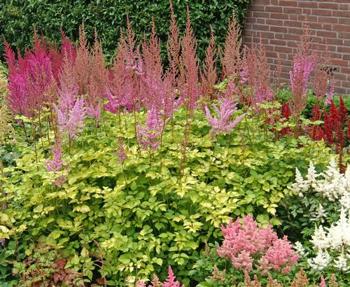 Astilbe ‘Colorflash Lime’