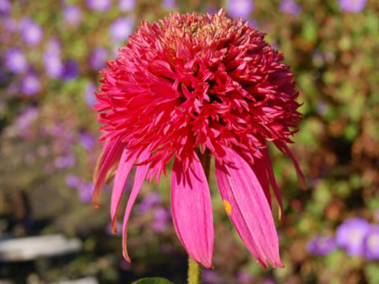 Echinacea ‘Cotton Candy’