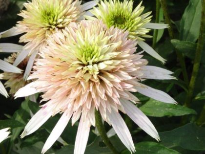 Echinacea ‘Cherry Fluff’