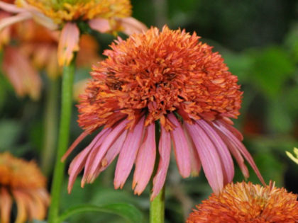 Echinacea ‘Guava Ice’