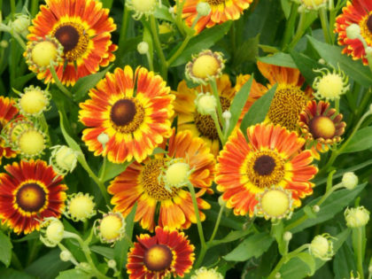 Helenium ‘Fuego’