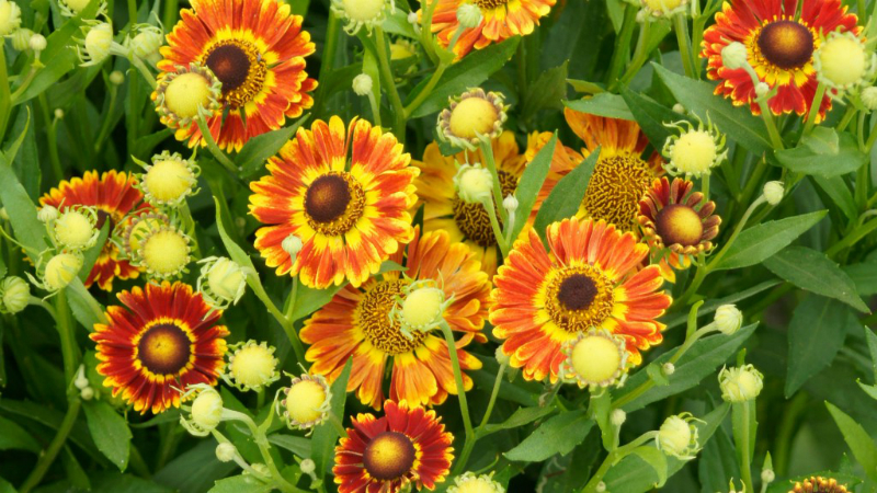 Helenium ‘Fuego’