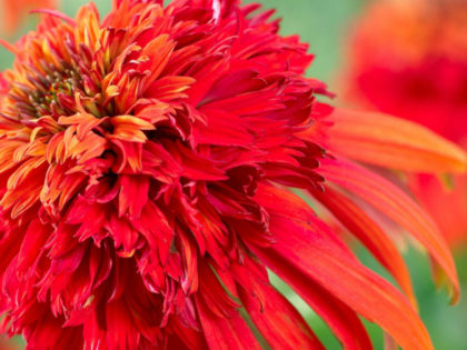 Echinacea ‘Hot Papaya’