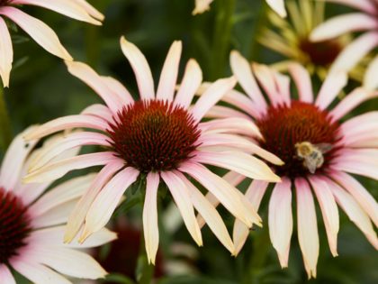 Echinacea ‘Blushing Meadow Mama’