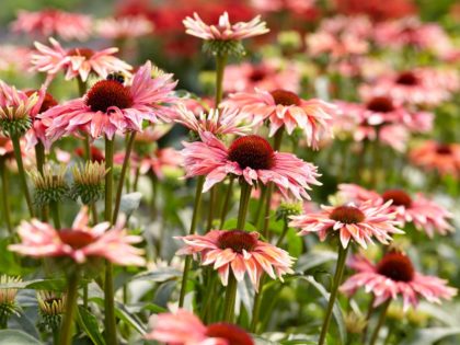 Echinacea ‘Playful Meadow Mama’