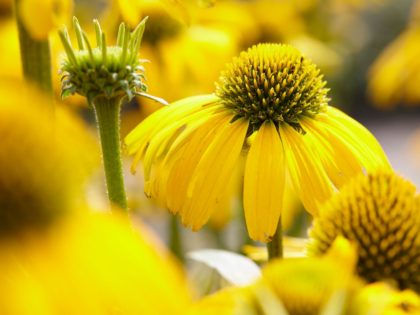 Echinacea ‘Sunny Meadow Mama’